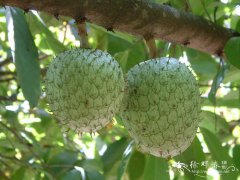 刺果番荔枝Annona muricata