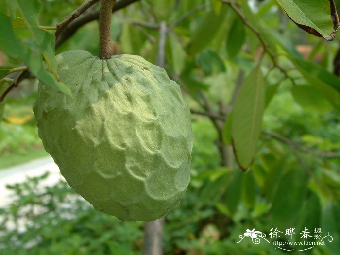 番荔枝Annona squamosa