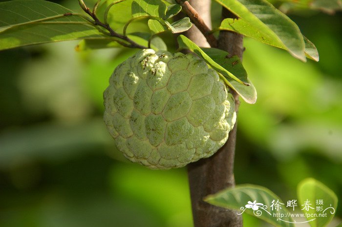 番荔枝Annona squamosa