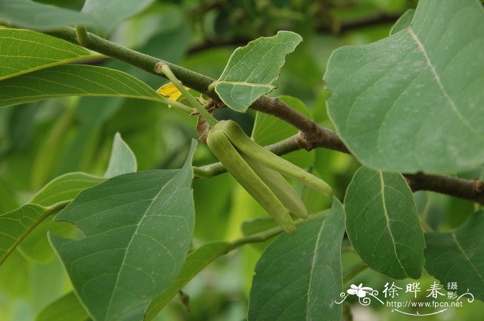 番荔枝Annona squamosa