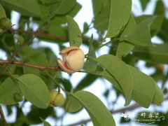 牛心梨Annona reticulata