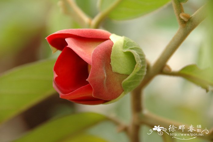 大花紫玉盘Uvaria grandiflora