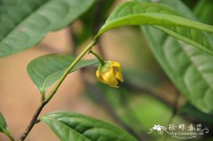 香港鹰爪花Artabotrys hongkongensis