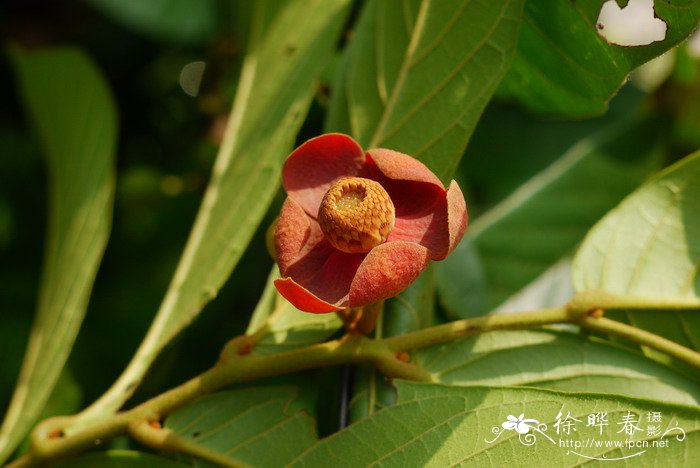 紫玉盘Uvaria macrophylla