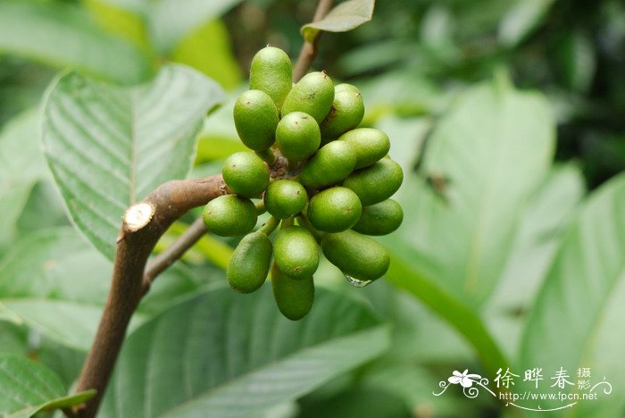 紫玉盘Uvaria macrophylla