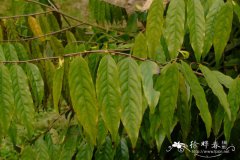 蕉木Chieniodendron hainanense