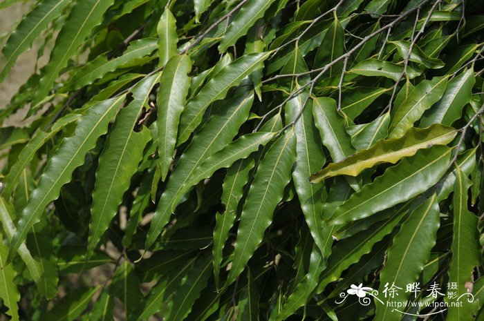 垂枝暗罗Polyalthia longifolia