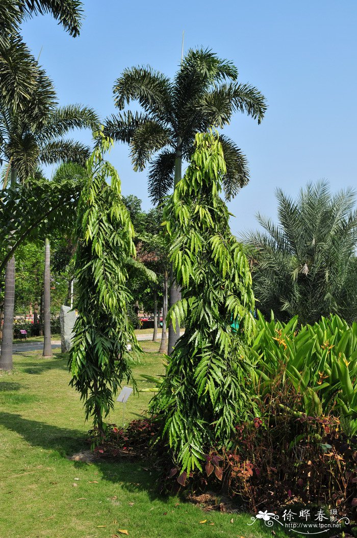 垂枝暗罗Polyalthia longifolia