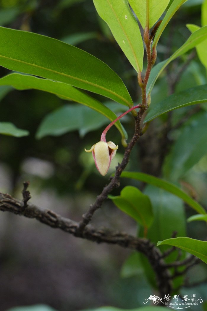 暗罗Polyalthia suberosa