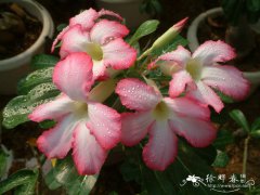 沙漠玫瑰Adenium obesum