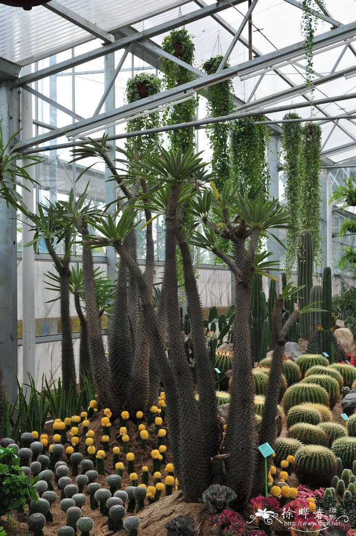 非洲霸王树Pachypodium lamerei