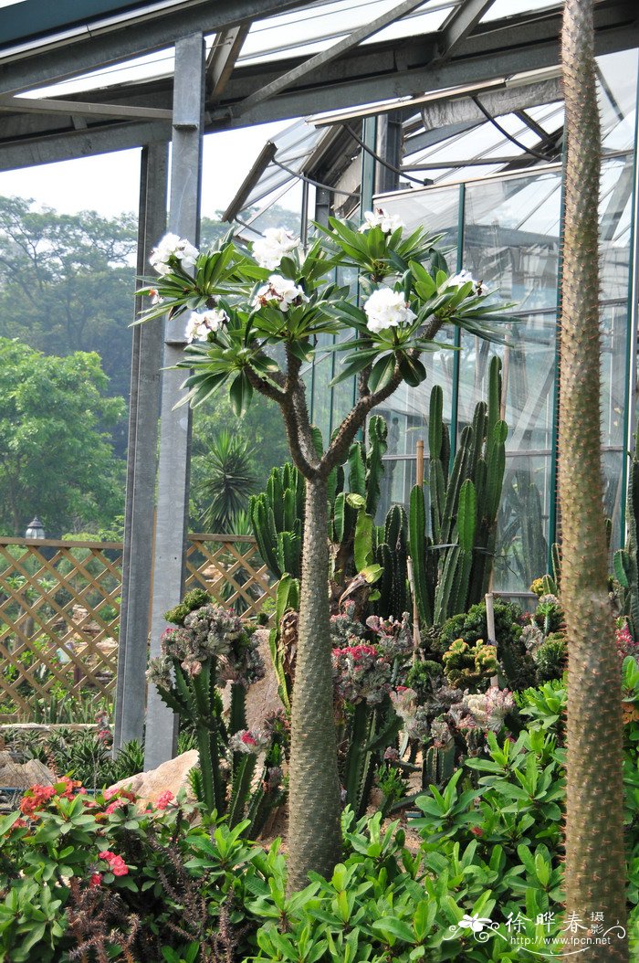非洲霸王树Pachypodium lamerei