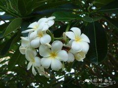 钝叶鸡蛋花Plumeria obtusa