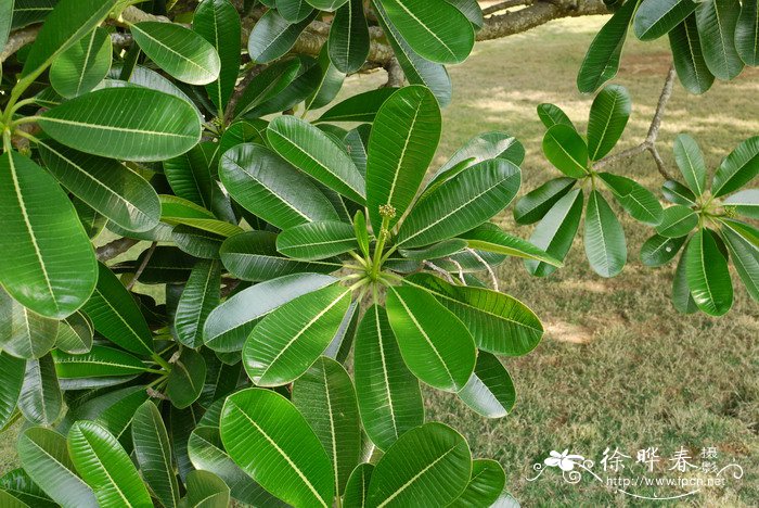 钝叶鸡蛋花Plumeria obtusa