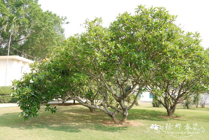 钝叶鸡蛋花Plumeria obtusa