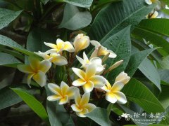 鸡蛋花Plumeria rubra ‘Acutifolia’