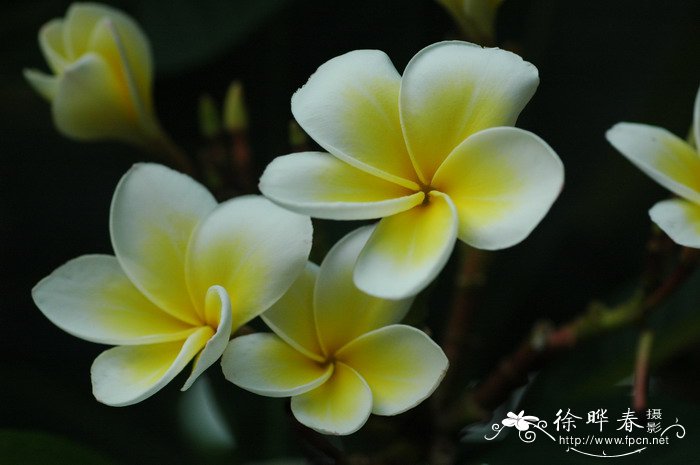 鸡蛋花Plumeria rubra ‘Acutifolia’