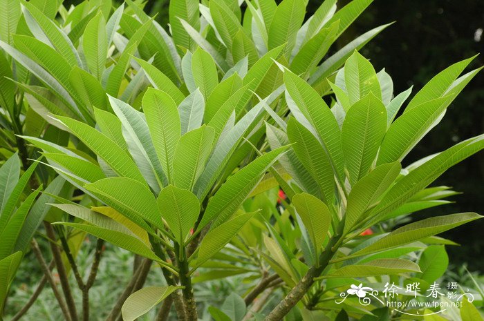 鸡蛋花Plumeria rubra ‘Acutifolia’