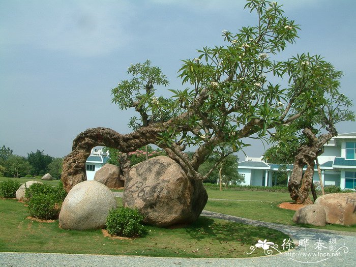 鸡蛋花Plumeria rubra ‘Acutifolia’