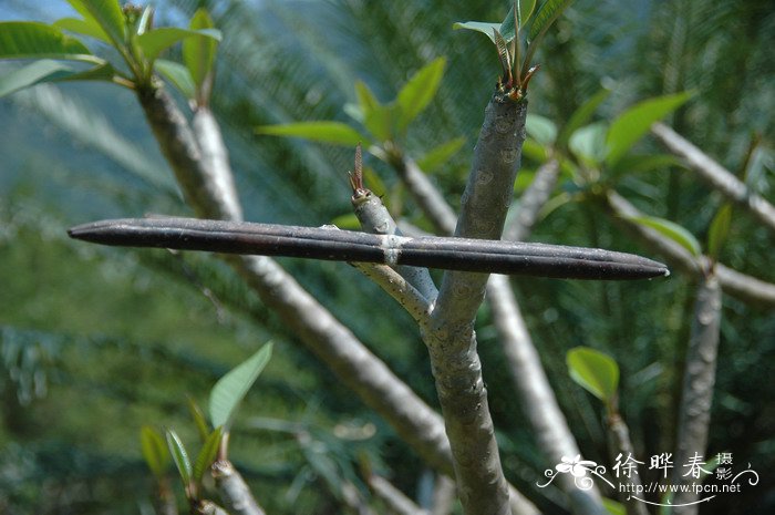 鸡蛋花Plumeria rubra ‘Acutifolia’