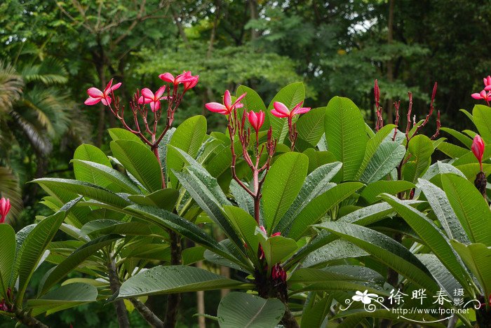 红鸡蛋花Plumeria rubra