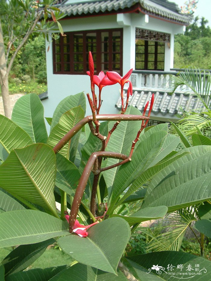 红鸡蛋花Plumeria rubra