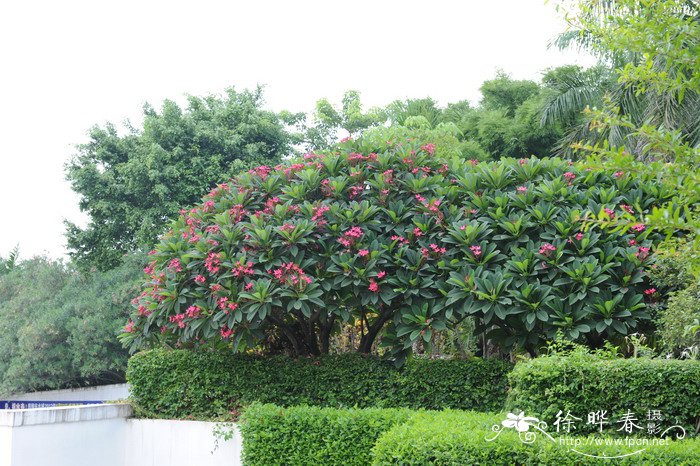 红鸡蛋花Plumeria rubra