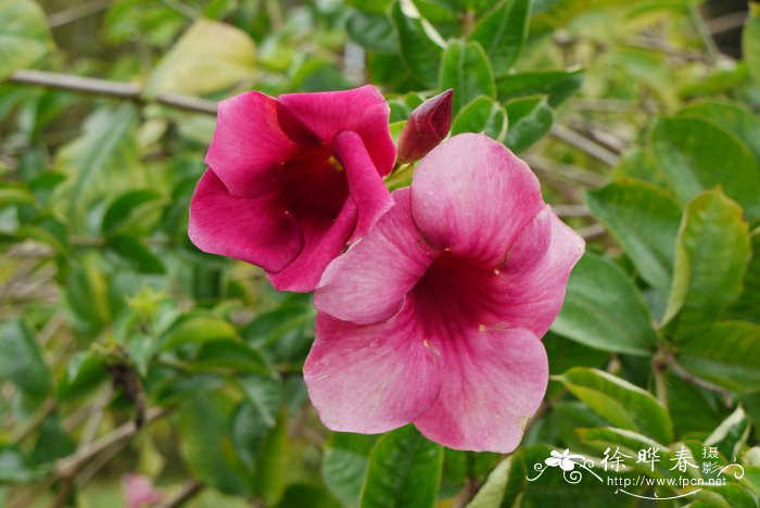 紫蝉花Allamanda blanchetii