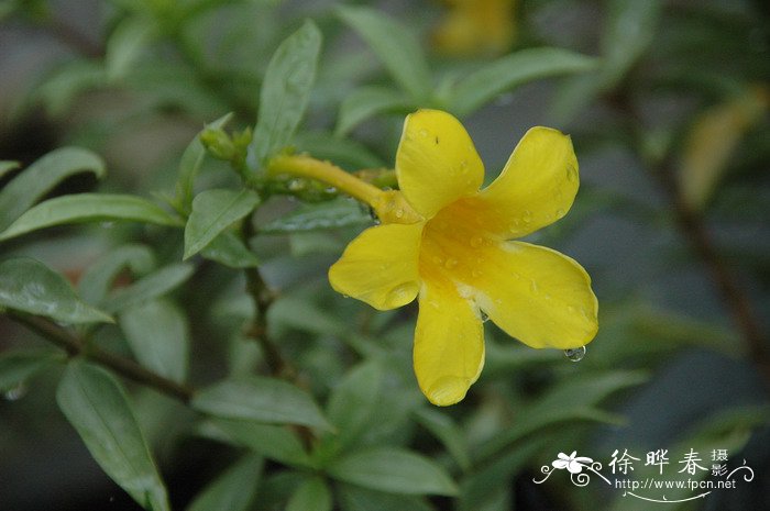 银叶软枝黄蝉Allamanda cathartica ‘Nanus silvery’