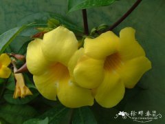 大花软枝黄蝉Allamanda cathartica var. hendersonii