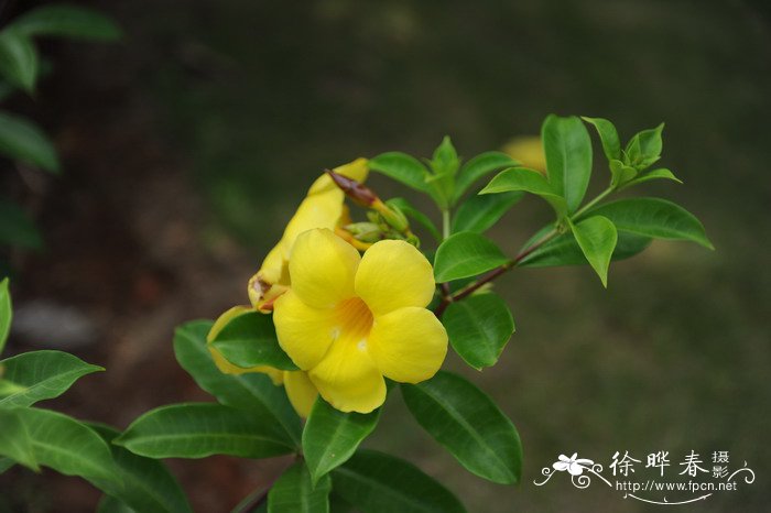 大花软枝黄蝉Allamanda cathartica var. hendersonii