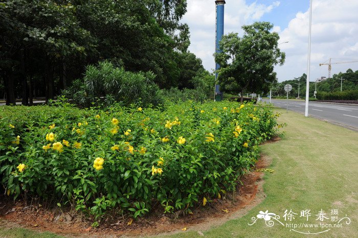 大花软枝黄蝉Allamanda cathartica var. hendersonii