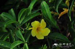 软枝黄蝉Allamanda cathartica