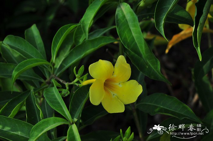 软枝黄蝉Allamanda cathartica