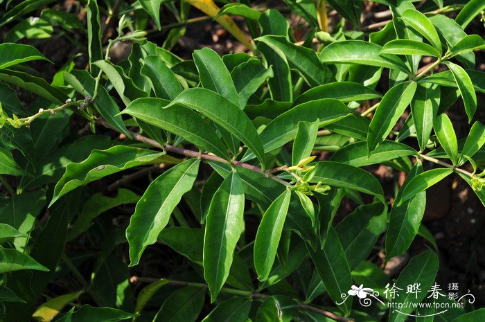 软枝黄蝉Allamanda cathartica