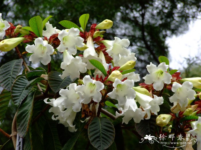 清明花Beaumontia grandiflora