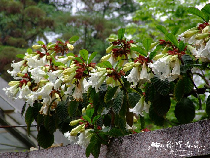 清明花Beaumontia grandiflora