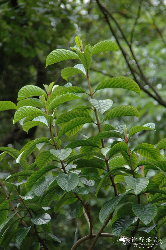 清明花Beaumontia grandiflora