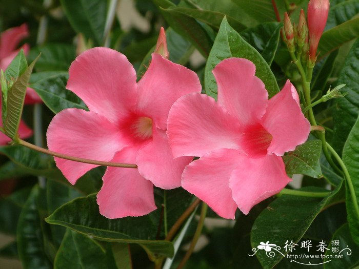 飘香藤Mandevilla × amabilis