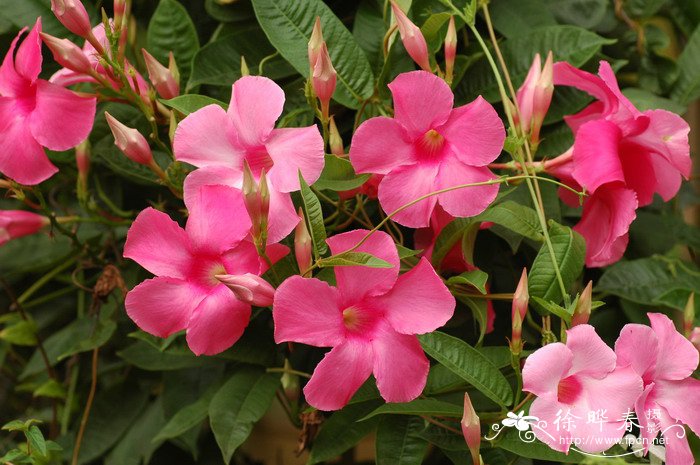 飘香藤Mandevilla × amabilis