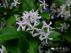 络石Trachelospermum jasminoides