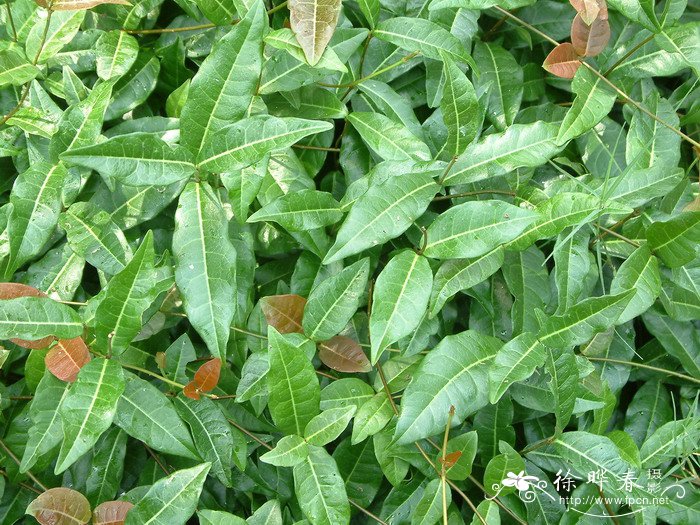 络石Trachelospermum jasminoides