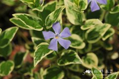 花叶蔓长春Vinca major ‘Variegata’