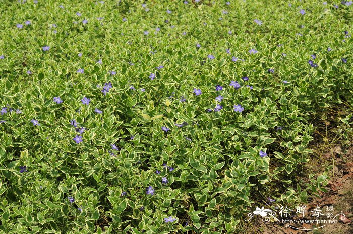 花叶蔓长春Vinca major ‘Variegata’