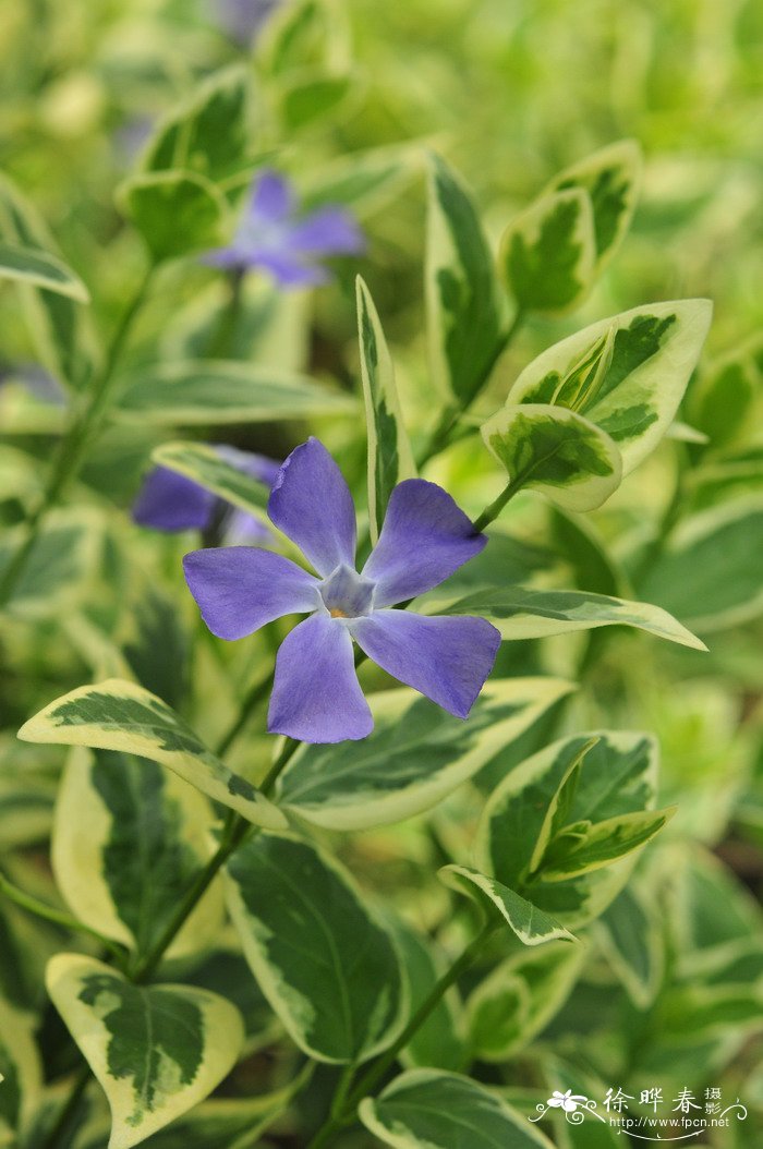 花叶蔓长春Vinca major ‘Variegata’