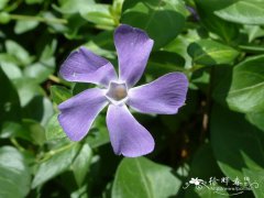 蔓长春花Vinca major