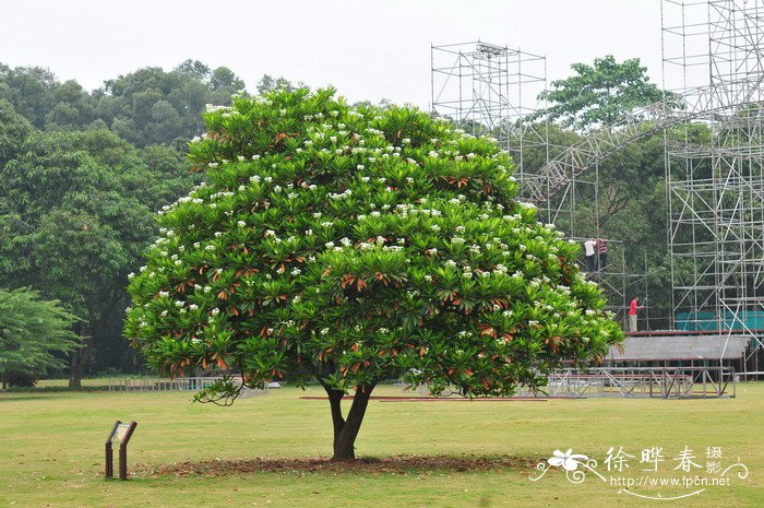 海芒果Cerbera manghas
