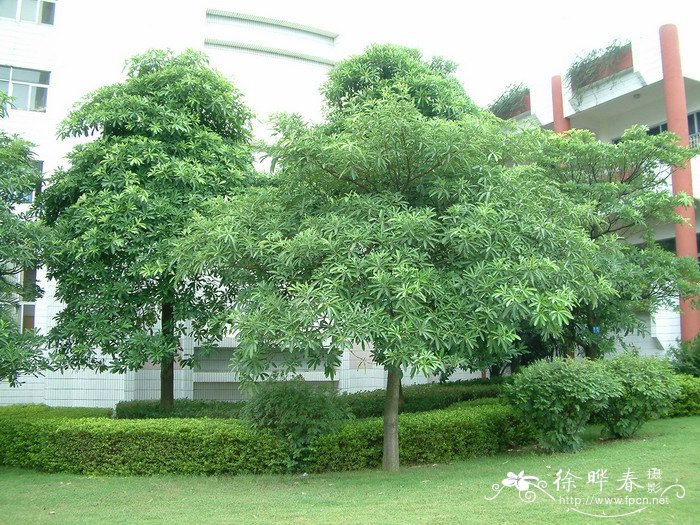 盆架树Alstonia scholaris