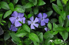 小蔓长春花Vinca minor