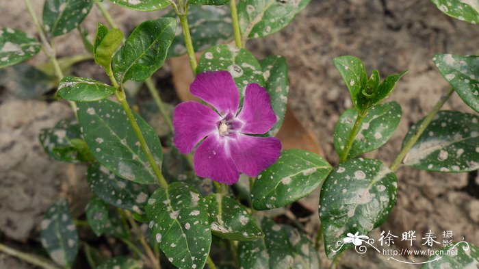 玫红小蔓长春花Vinca minor ‘Rubra’